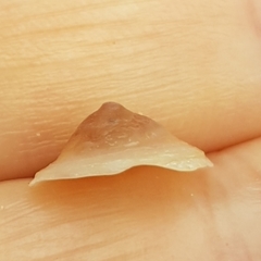 Calyptraea chinensis