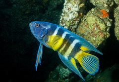 Bleeker's Devilfish photo 2