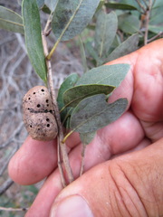 Disholandricus reniformis