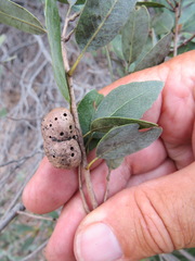 Disholandricus reniformis