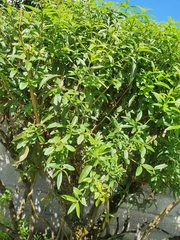 Aloysia citrodora