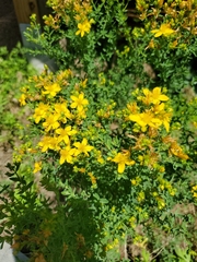 Hypericum perforatum