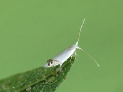 Leucoptera