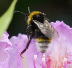 Bombus vestalis