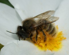 Megachile willughbiella