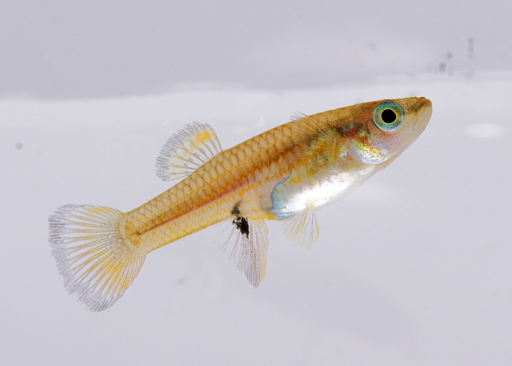 Typical Livebearers