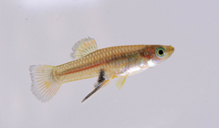 Brachyrhaphis episcopi