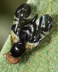 Aciura coryli