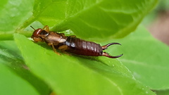 Forficula auricularia