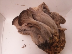 Craterellus foetidus