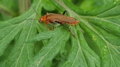 Cantharis livida