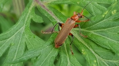 Cantharis livida