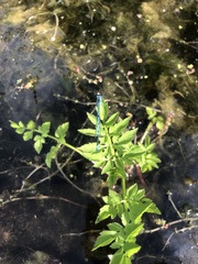 Enallagma cyathigerum