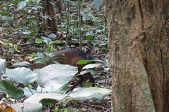 Cephalophorus callipygus