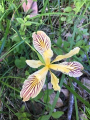 Iris innominata