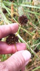 Juncus valvatus