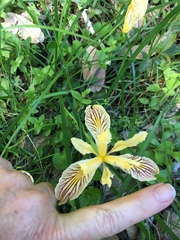 Iris innominata