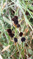 Juncus valvatus