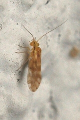 Chilenocaecilius ornatipennis