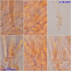 Lasiobelonium variegatum