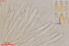 Lasiobelonium variegatum