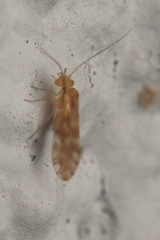 Chilenocaecilius ornatipennis