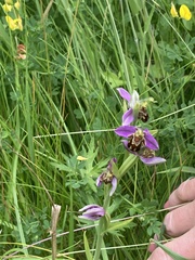 Ophrys apifera