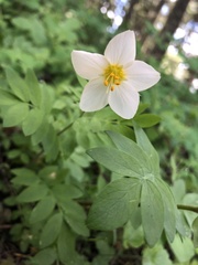 Polemonium carneum