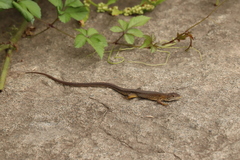 Takydromus tachydromoides
