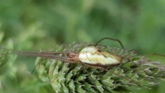 Tetragnatha
