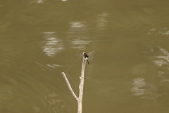 Pseudothemis zonata