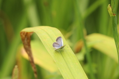 Pseudozizeeria maha