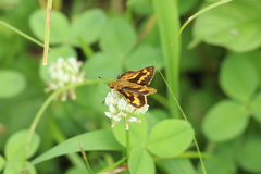 Potanthus flavus