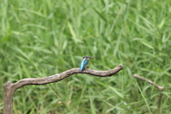 Alcedo atthis