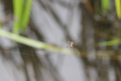 Tetragnatha