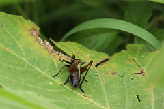 Eobiana engelhardti subtropica