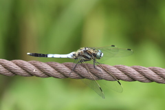 Orthetrum albistylum