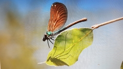 Calopteryx virgo