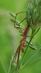 Tetragnatha