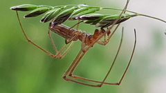 Tetragnatha