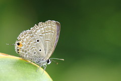 Luthrodes pandava