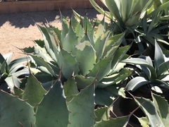 Agave bovicornuta