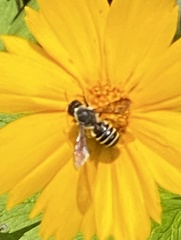 Megachile pugnata