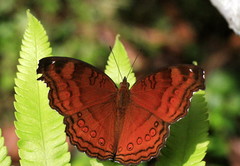 Junonia hedonia