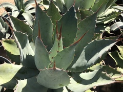 Agave bovicornuta