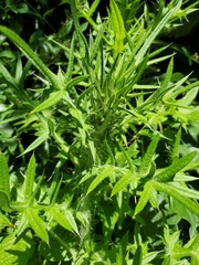 Cirsium vulgare