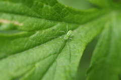 Tetragnatha