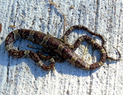 Trimorphodon paucimaculatus