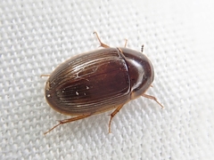 Cymbiodyta bifidus