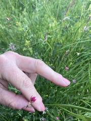 Lathyrus nissolia
